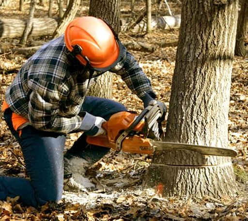 Tree Removal in Iaeger, WV
